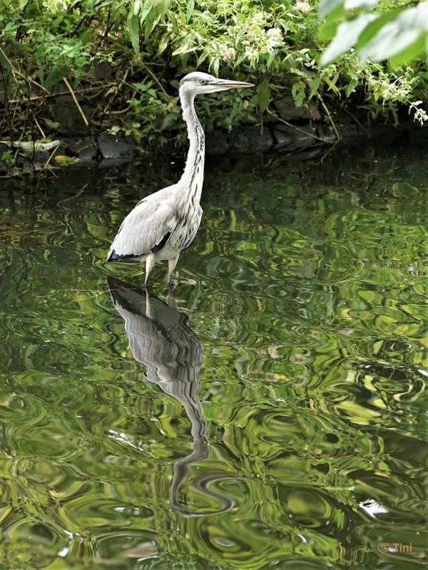 bdFoto 17.JPG - Artis en de hortus botanicus